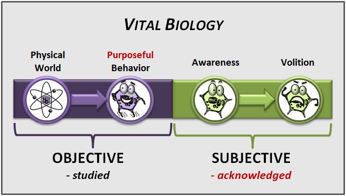 Diagram 3 - Vital Biology