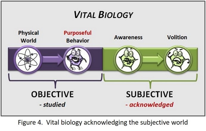 Figure 4 - Vital biology acknowledging the subjective world
